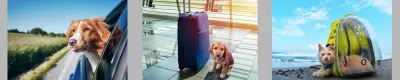 Pet Travel Accessories Online Shopping