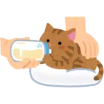 kitten milk replacer