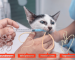 Essential Guide to Your Deworming Cat Keeping Your Furry Friends Healthy